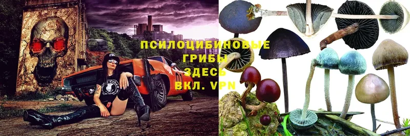 сколько стоит  Пучеж  Псилоцибиновые грибы MAGIC MUSHROOMS 